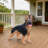 Outdoor German shepherd Dog Statue