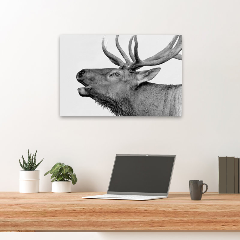 Cerf - photographie animaux, art cerf, H 16 po x l 24 po
