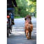 Cousins Dog Bicycle Leash