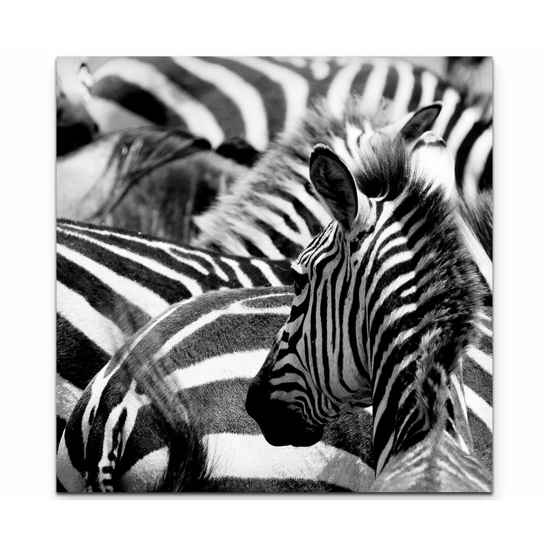 Leinwandbild Zebras in Kenia – Nahaufnahme