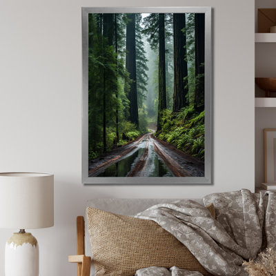 " USA Redwood National And State Park II "