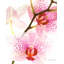Orchidée-107304385