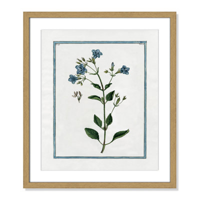 Shabby Elegance Botanical II - Framed Art