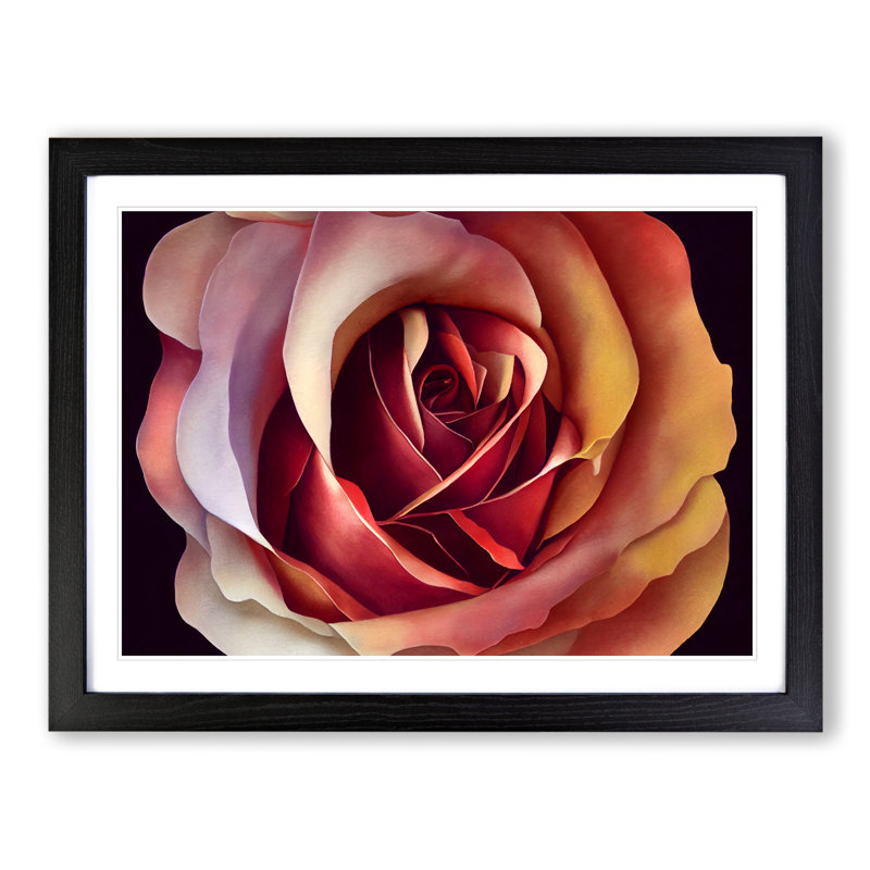 Appealing Rose Flower - Single Picture Frame Print, Black Framed, 46cm H x 64cm W x 2cm D