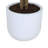 TREE EUCALPTUS POT 4FT