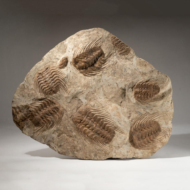 Selenopeltis Trilobite