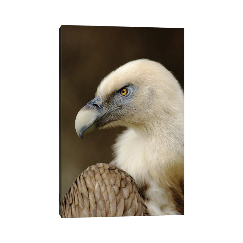 Griffon V by Goran Anastasovski - Wrapped Canvas Print, 20.32 cm H x 30.48 cm W