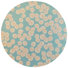 Blue/Beige