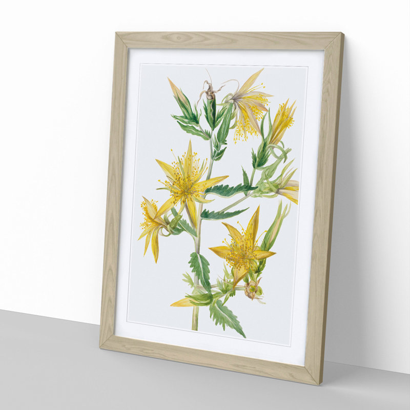 Blazing Star by Mary Vaux Walcott - Picture Frame Painting, 48cm H x 36cm W x 2cm D, Oak Framed