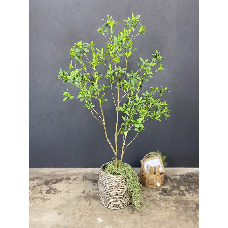 heiliger bambus obsessed pflege Heiliger Bambus Nandina Obsessed Zimmerpflanze 17cm 45cm kaufen