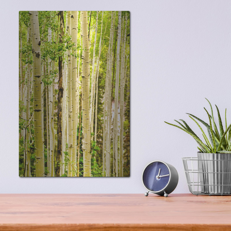 «Aspens printaniers» de luxe par Mark A Paulda, M «Spring Aspens» par Mark A Paulda, H 16 po x l 12 po