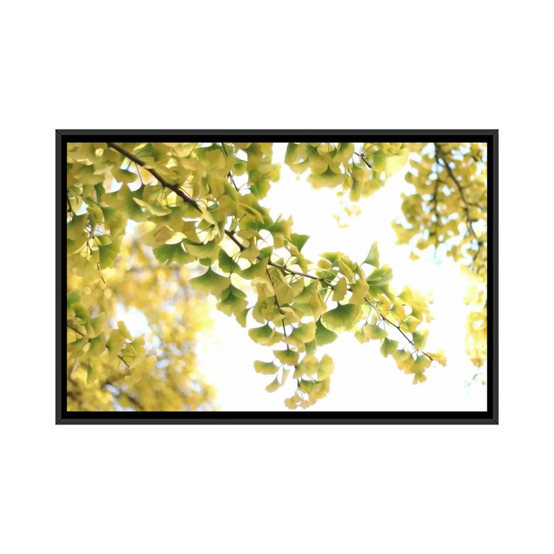 «Golden Ginkgo Biloba» par Alyson Fenneli - estampe numérique sur toile tendue avec châssis, H 40 po x l 60 po x P 1,5 po