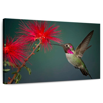 Colibri ronce et fleur
