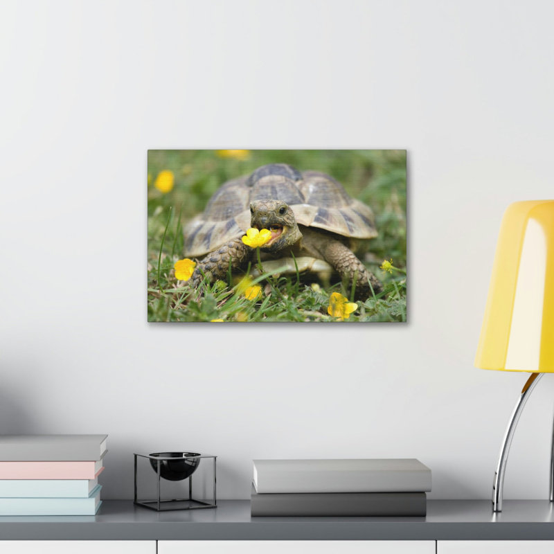 Tortue à la chasse, H 12 po x l 18 po