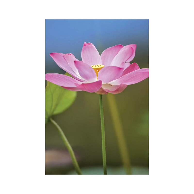 Sacred Lotus Flower, Native To Asia by Tim Fitzharris - Wrapped Canvas Print, 66.04 cm H x 45.72 cm W x 1.91 cm D
