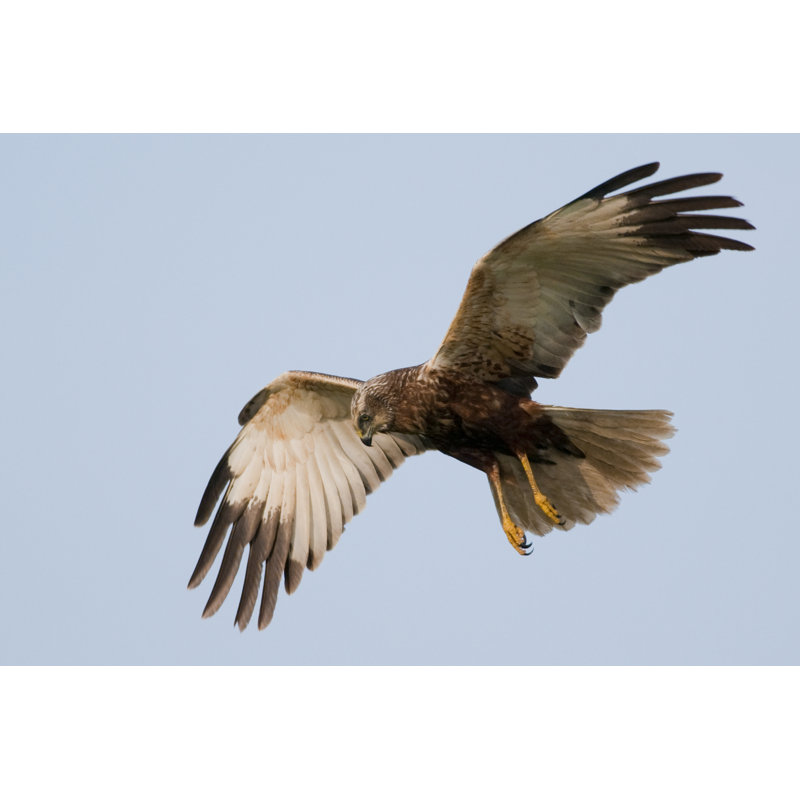Marsh Harrier In Flight by Shurub - Wrapped Canvas Print, 30cm H x 46cm W x 3.8cm D
