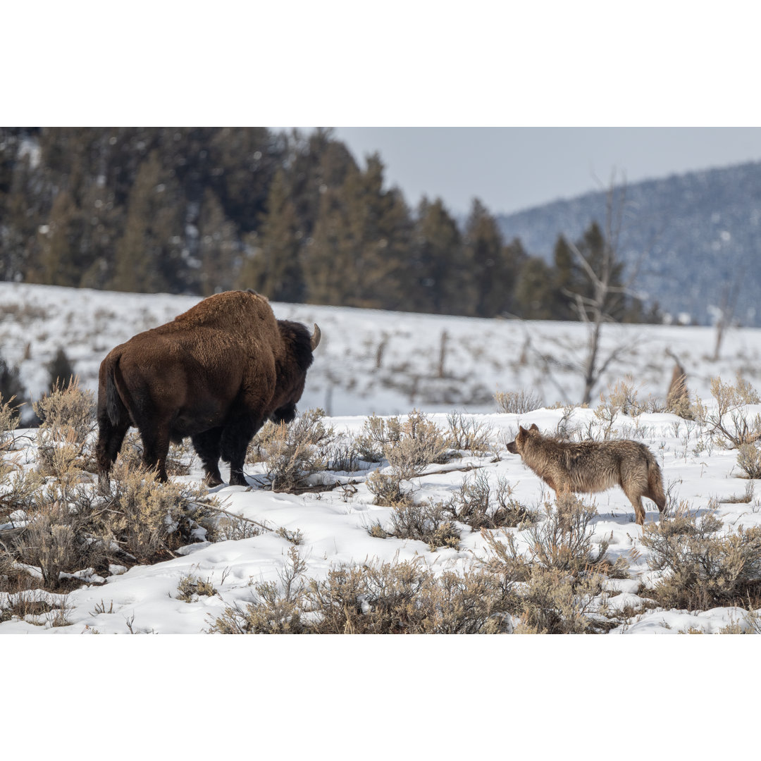 Grauer Wolf schaut über Bison von John Morrison - Leinwanddrucke