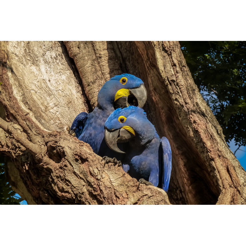 Hyacinth Macaws - Wrapped Canvas Print, 81cm H x 122cm W x 3.8cm D