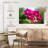 Harnek Pink Moth Orchid Blooms