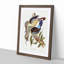 Fawn-breasted Kingfishers by Elizabeth Gould - Picture Frame Painting Print-55536085-55536084