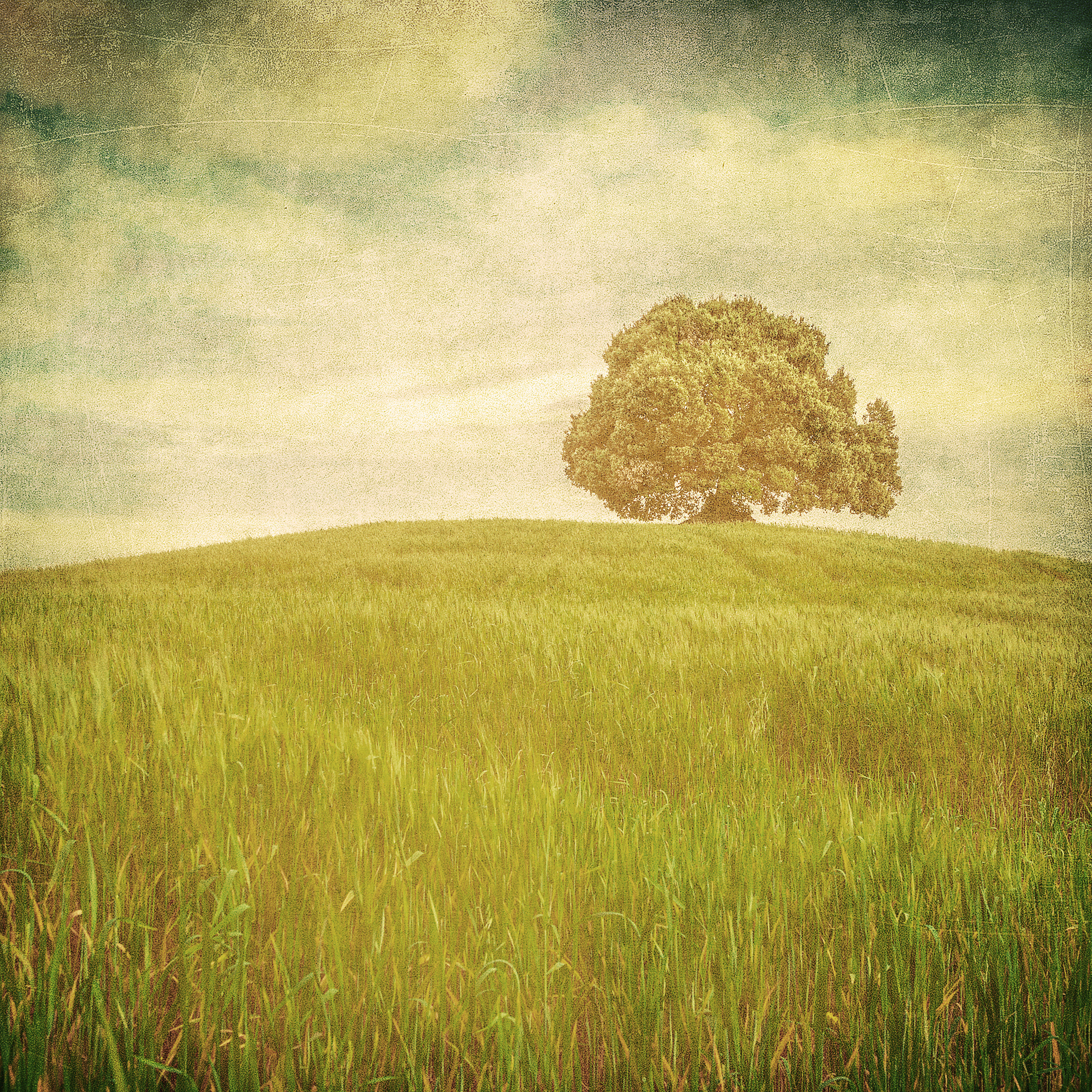 Latitude Run Tree over Grunge by Javarman3 - Wrapped Canvas Photograph ...