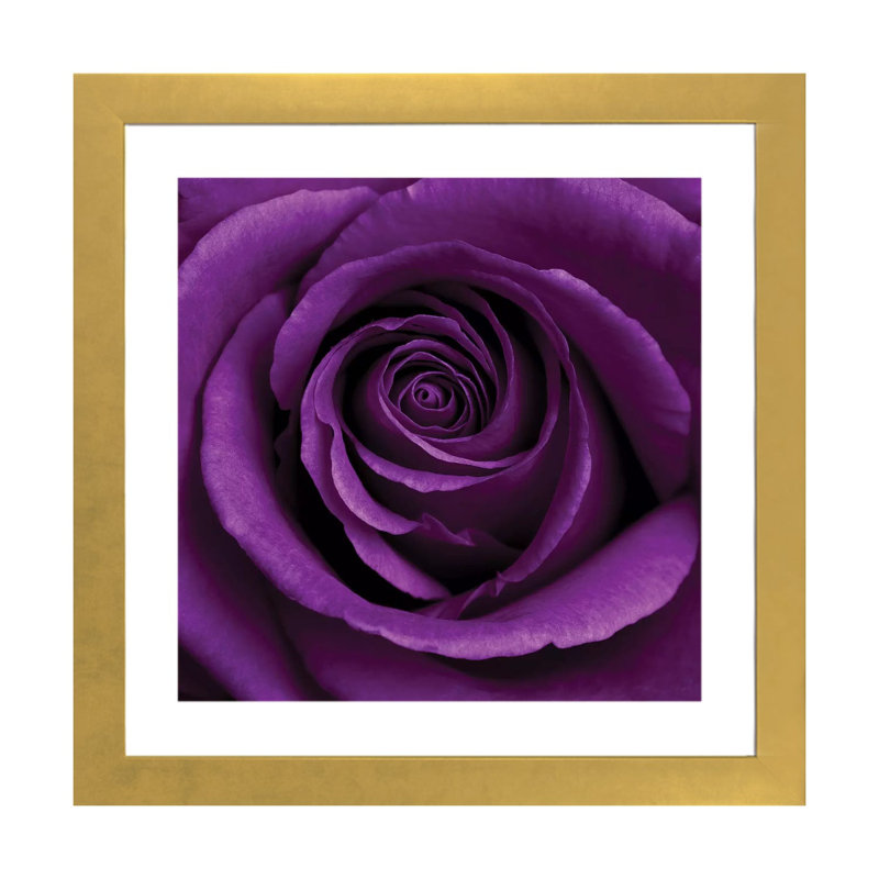 «Purple Rose I» par Tom Quartermaine - impression d'art graphique, H 24 po x l 24 po x p 1 po, Encadré en papier doré