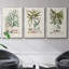 " Botanical Society Ferns VI " 3 - Pieces-91891203-91891209