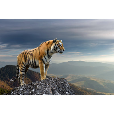 " Tiger Standing On Rock "