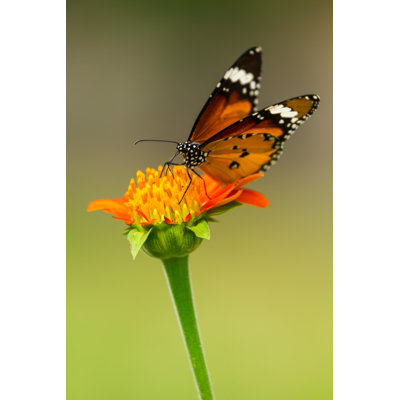 Butterfly Feeding - Wrapped Canvas Print