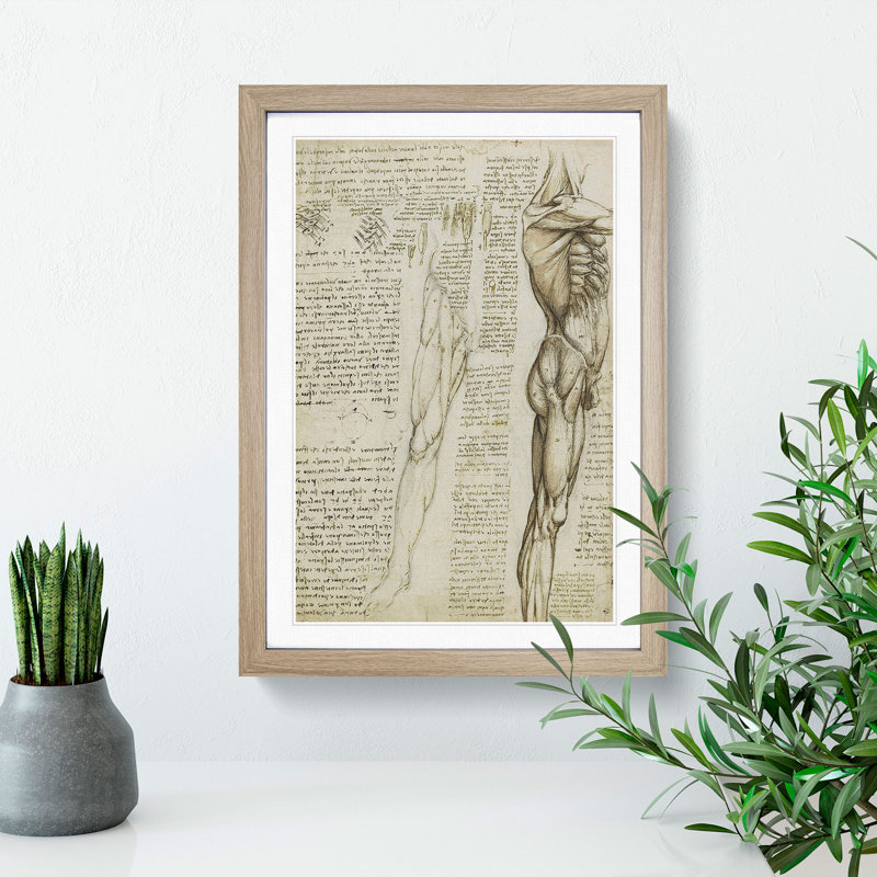Human Anatomy Vol.6 by Leonardo Da Vinci - Picture Frame Drawing, 48cm H x 36cm W x 2cm D, Oak Framed