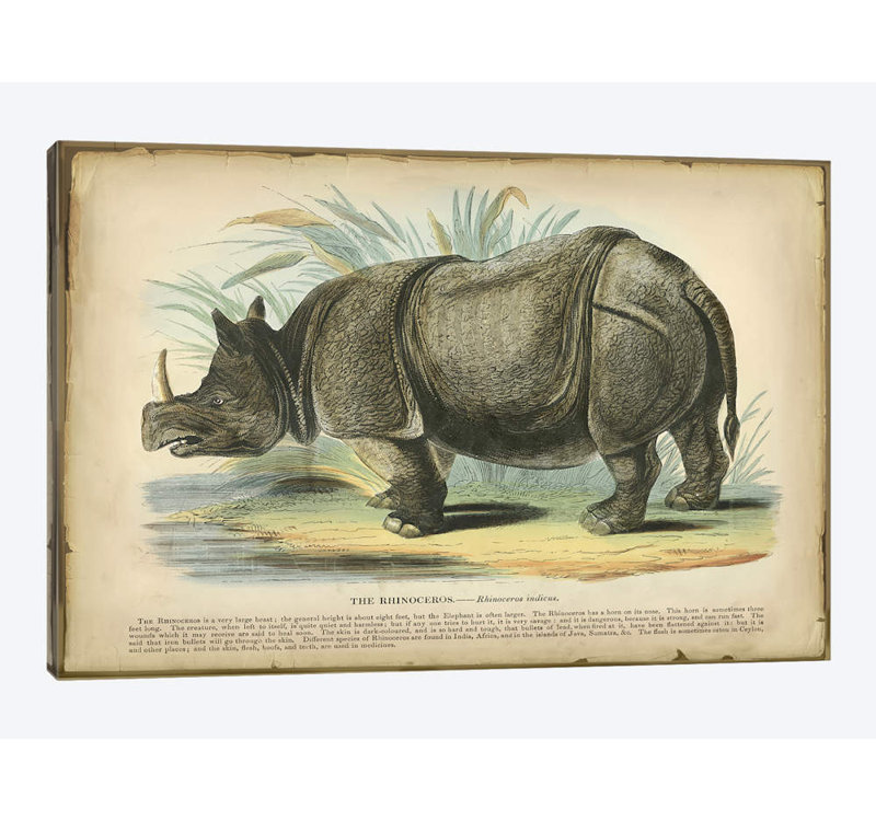 « rhino », reproduction sur toile, H 40 po x l 60 po x P 1,5 po, Pas de tapis, Toile tendue