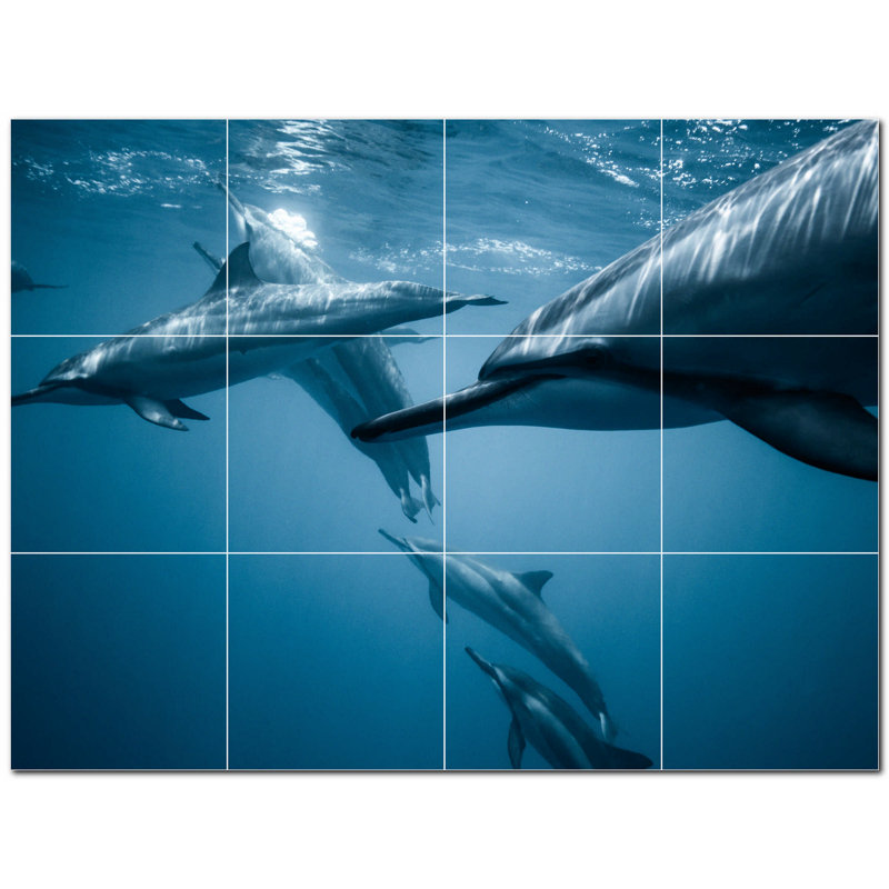 Dauphin photo 12 x 12
