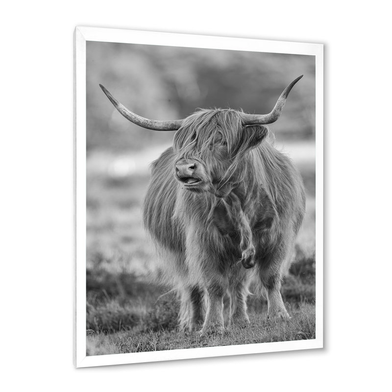 Gros plan sur un taureau - photographie sur toile, H 40 po x l 30 po x 1,5 po, Cadre blanc