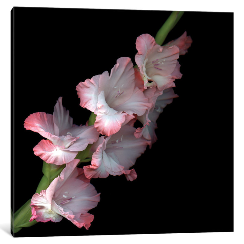 Glad Time, reproduction de photo sur toile tendue, H 26 po x l 26 po x P 1,5 po, Toile tendue, Pas de tapis
