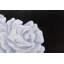 Hand -painted acrylic painting Queen of the Roses