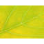 Autumn Leaf by Philippe Monthoux-65800282-132439360