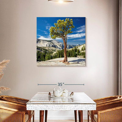 Arbre Harnek Yosemite Park