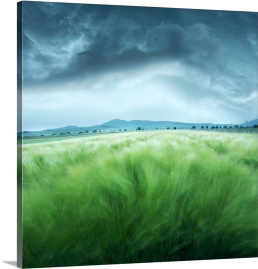 « orge field » par floriana barbu, reproduction de photo sur toile, H 20 po x l 20 po x P 1,25 po