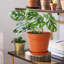 Nursery Pot-1044112432