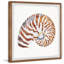«Tiger Shell», reproduction encadrée-395833624