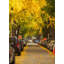 Ginkgo Season Print by Angela Pan-65858979-132454850