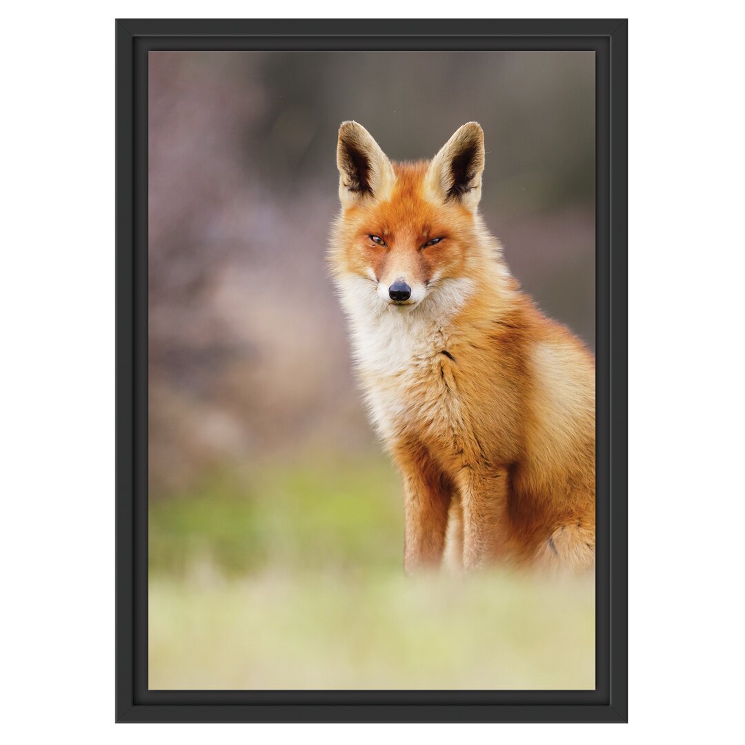 Gerahmtes Wandbild Listiger Fuchs