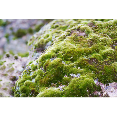 Green Moss - Wrapped Canvas Print