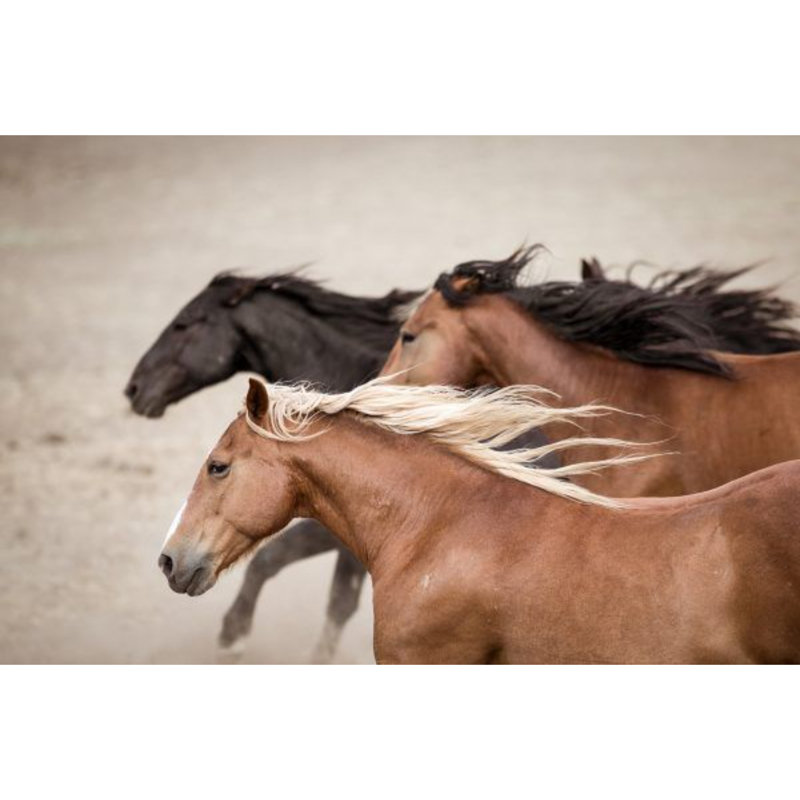 Run Free - Wrapped Canvas Art Prints, 51cm H x 76cm W