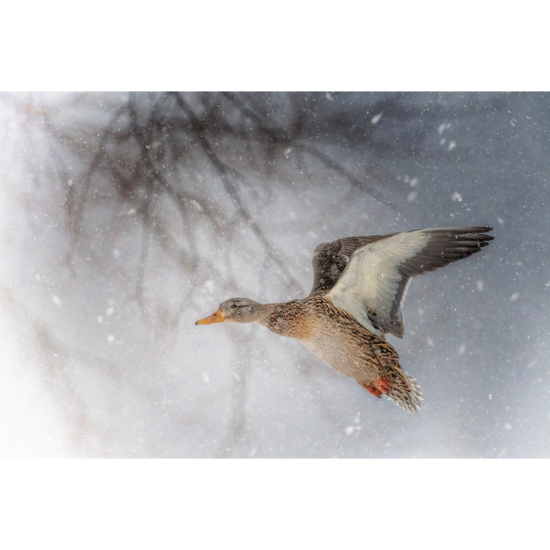 Wrapped Canvas Print, 50.8 cm H x 76.2 cm W