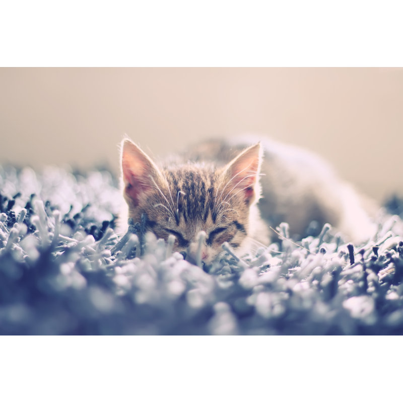Chaton - photographie sur toile tendue, L 12 po x H 8 po