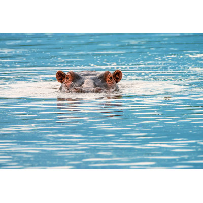 Close-up of Hippo 1 Piece Wrapped Canvas Wall Art
