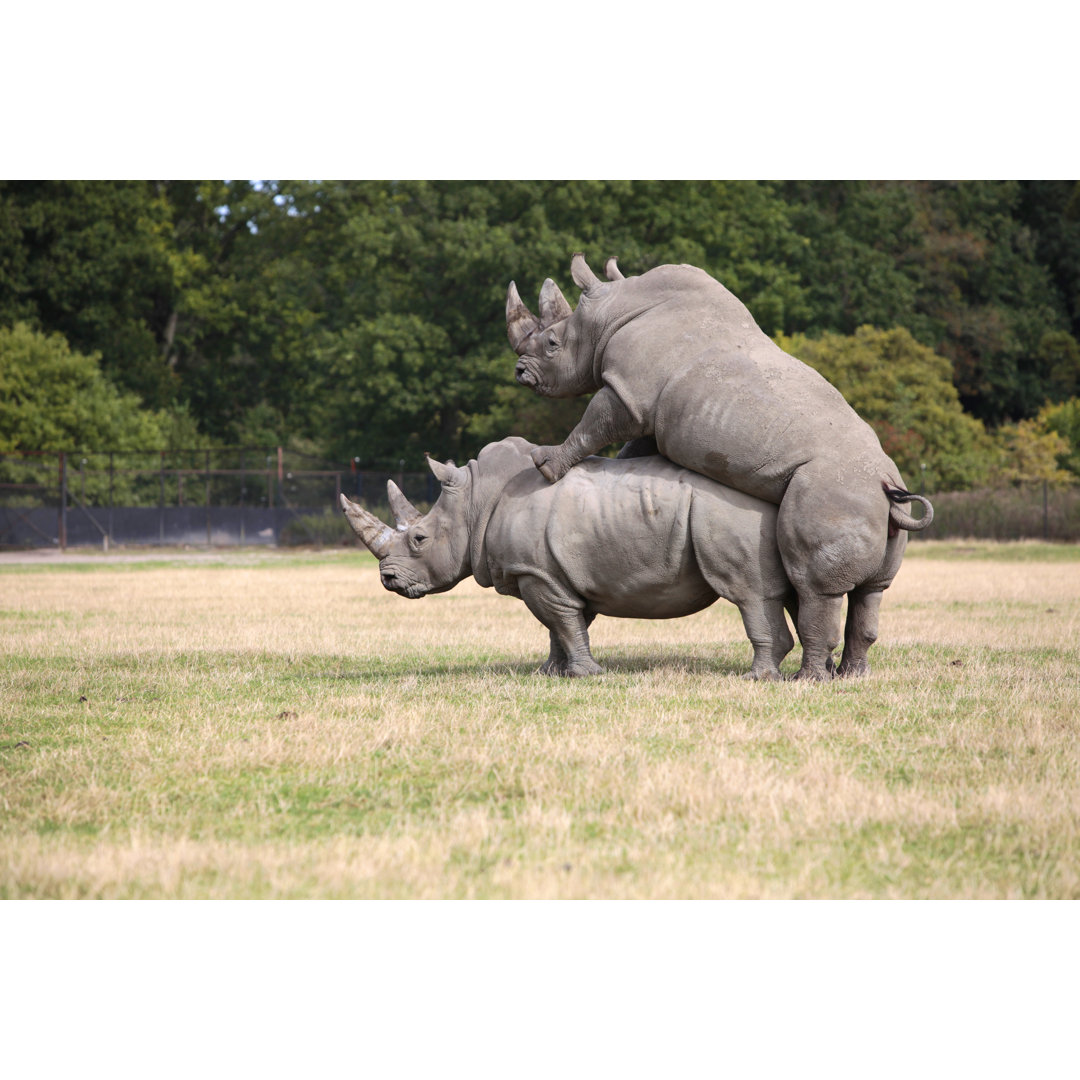 Rhinocero von Sohl - Druck auf Leinwand ohne Rahmen