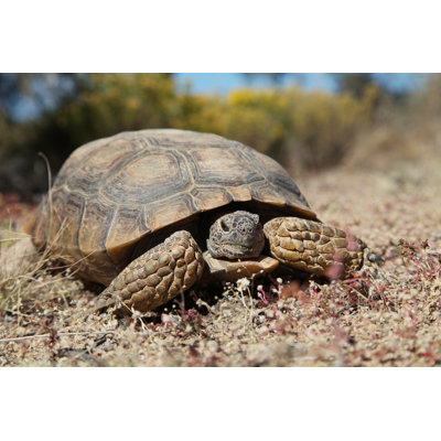 " Desert Tortoise Close Up "