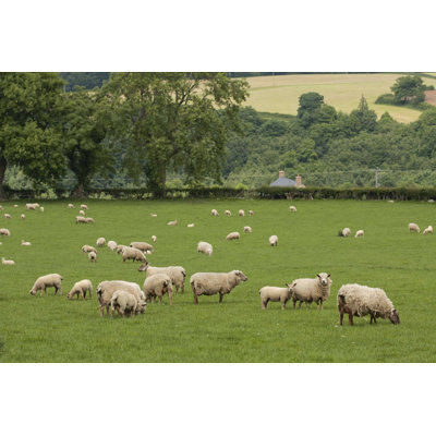 Mouton broutant - Photographie sur toile tendue